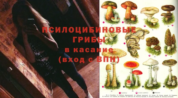 гашик Зеленокумск